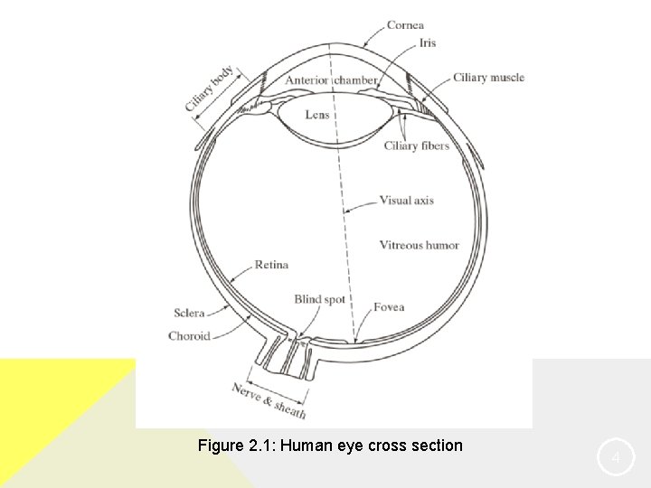 Figure 2. 1: Human eye cross section 4 