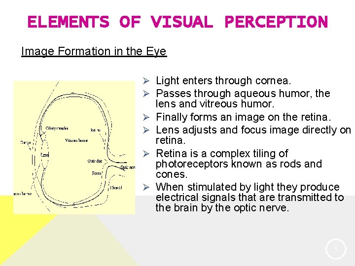 ELEMENTS OF VISUAL PERCEPTION Image Formation in the Eye Ø Light enters through cornea.