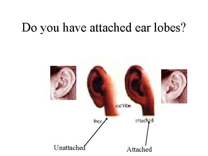 Do you have attached ear lobes? Unattached Attached 