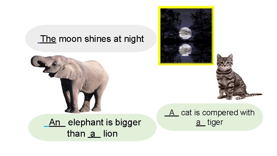 The moon shines at night An elephant is bigger than a lion A cat