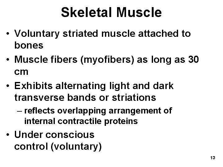 Skeletal Muscle • Voluntary striated muscle attached to bones • Muscle fibers (myofibers) as Skeletal Muscle • Voluntary striated muscle attached to bones • Muscle fibers (myofibers) as