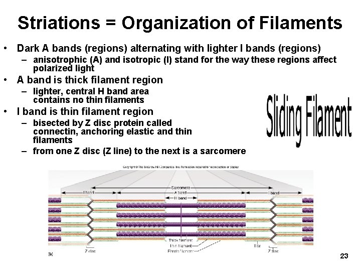 Striations = Organization of Filaments • Dark A bands (regions) alternating with lighter I Striations = Organization of Filaments • Dark A bands (regions) alternating with lighter I