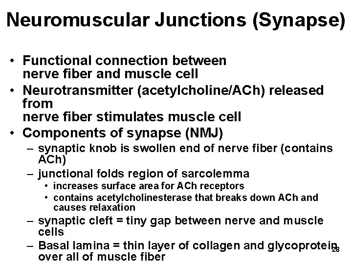 Neuromuscular Junctions (Synapse) • Functional connection between nerve fiber and muscle cell • Neurotransmitter Neuromuscular Junctions (Synapse) • Functional connection between nerve fiber and muscle cell • Neurotransmitter