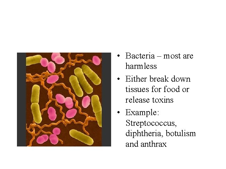  • Bacteria – most are harmless • Either break down tissues for food