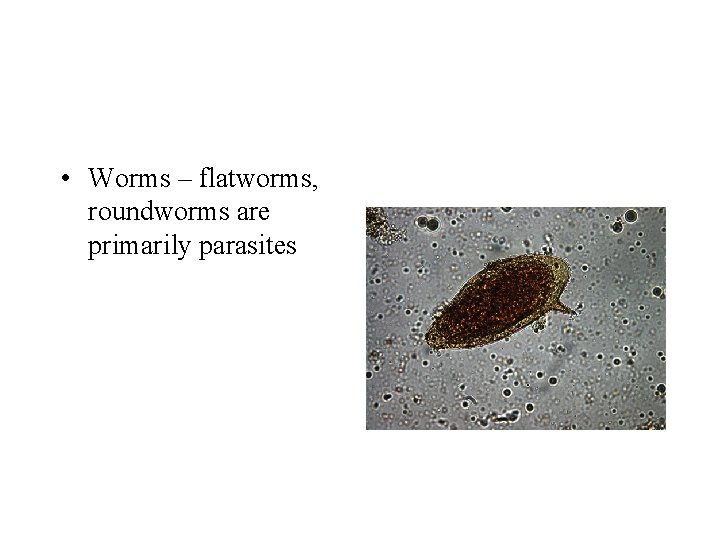  • Worms – flatworms, roundworms are primarily parasites 