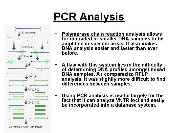 PCR Analysis • Polymerase chain reaction analysis allows for degraded or smaller DNA samples PCR Analysis • Polymerase chain reaction analysis allows for degraded or smaller DNA samples