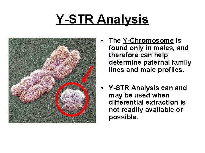 Y-STR Analysis • The Y-Chromosome is found only in males, and therefore can help Y-STR Analysis • The Y-Chromosome is found only in males, and therefore can help