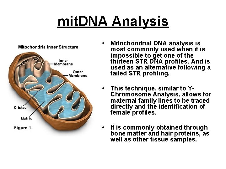 mit. DNA Analysis • Mitochondrial DNA analysis is most commonly used when it is mit. DNA Analysis • Mitochondrial DNA analysis is most commonly used when it is
