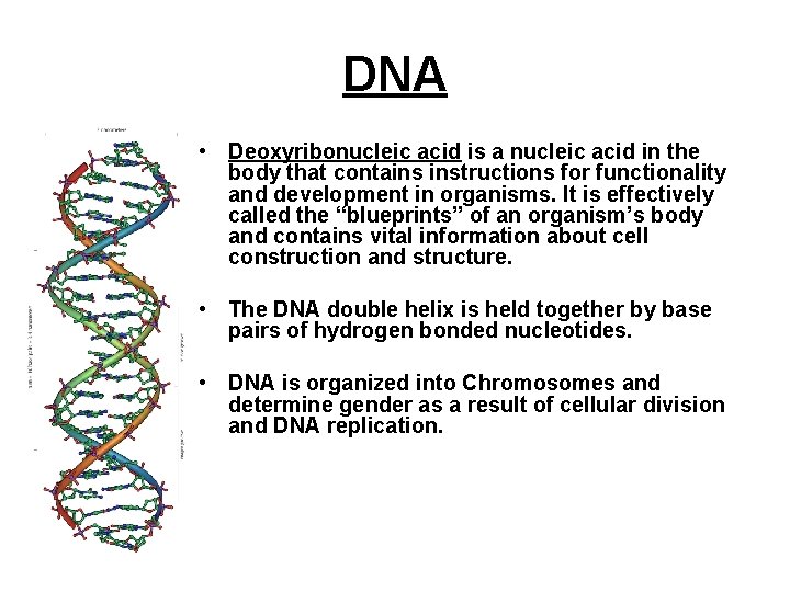 DNA • Deoxyribonucleic acid is a nucleic acid in the body that contains instructions DNA • Deoxyribonucleic acid is a nucleic acid in the body that contains instructions