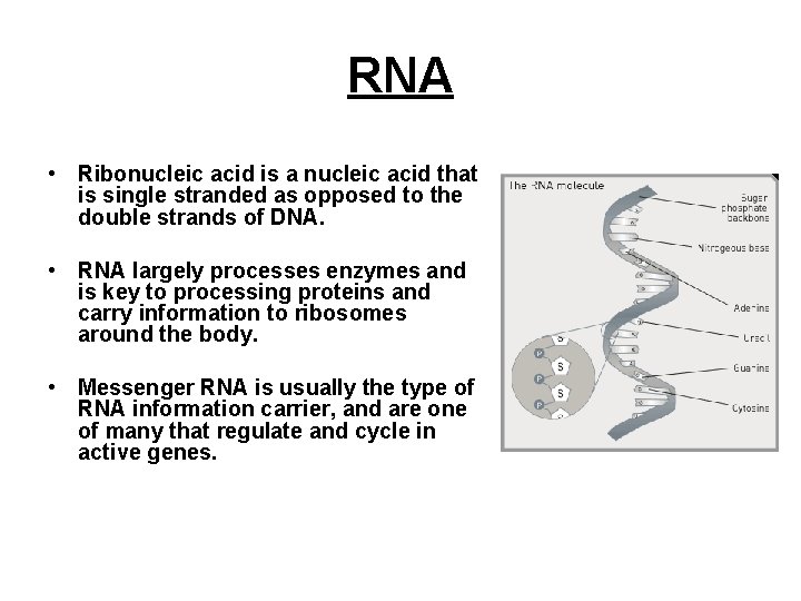 RNA • Ribonucleic acid is a nucleic acid that is single stranded as opposed RNA • Ribonucleic acid is a nucleic acid that is single stranded as opposed