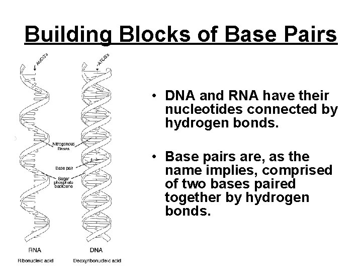 Building Blocks of Base Pairs • DNA and RNA have their nucleotides connected by Building Blocks of Base Pairs • DNA and RNA have their nucleotides connected by