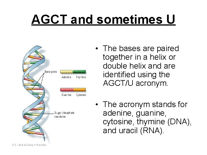 AGCT and sometimes U • The bases are paired together in a helix or AGCT and sometimes U • The bases are paired together in a helix or