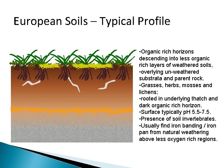 European Soils – Typical Profile • Organic rich horizons descending into less organic rich