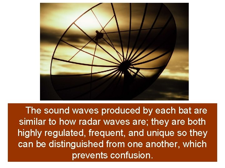 The sound waves produced by each bat are similar to how radar waves are;