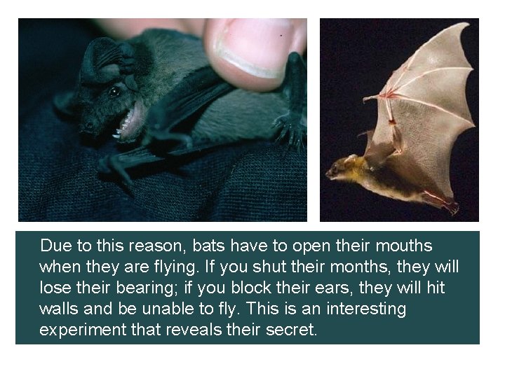 Due to this reason, bats have to open their mouths when they are flying.