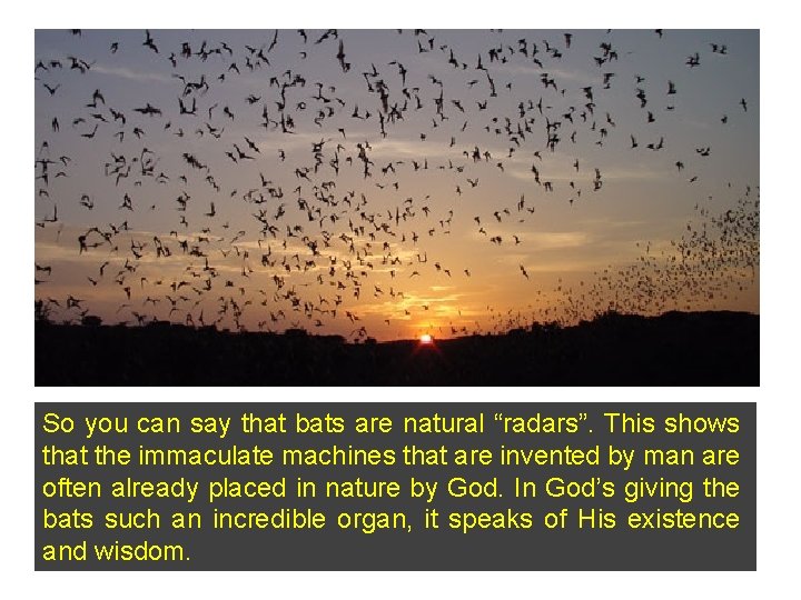 So you can say that bats are natural “radars”. This shows that the immaculate