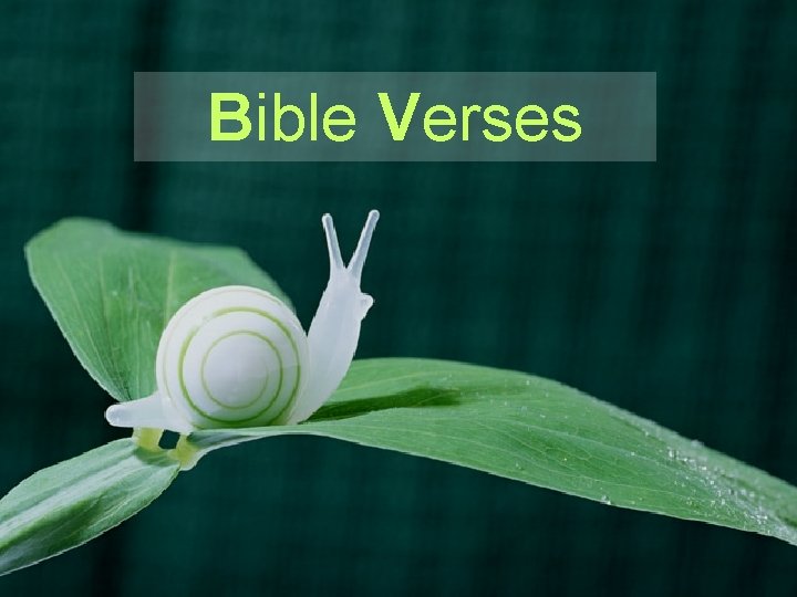 Bible Verses 