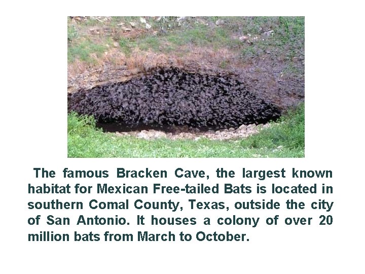 The famous Bracken Cave, the largest known habitat for Mexican Free-tailed Bats is located