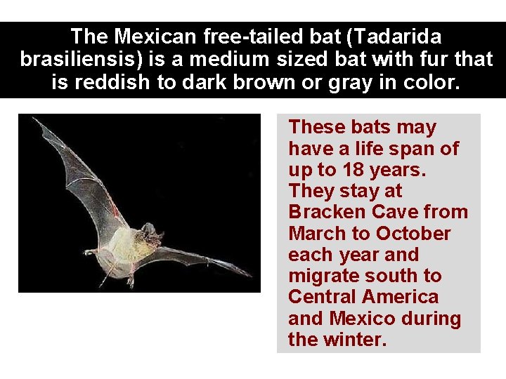 The Mexican free-tailed bat (Tadarida brasiliensis) is a medium sized bat with fur that