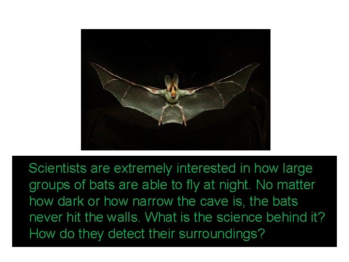 Scientists are extremely interested in how large groups of bats are able to fly