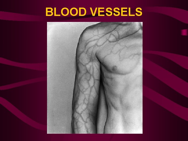 BLOOD VESSELS 