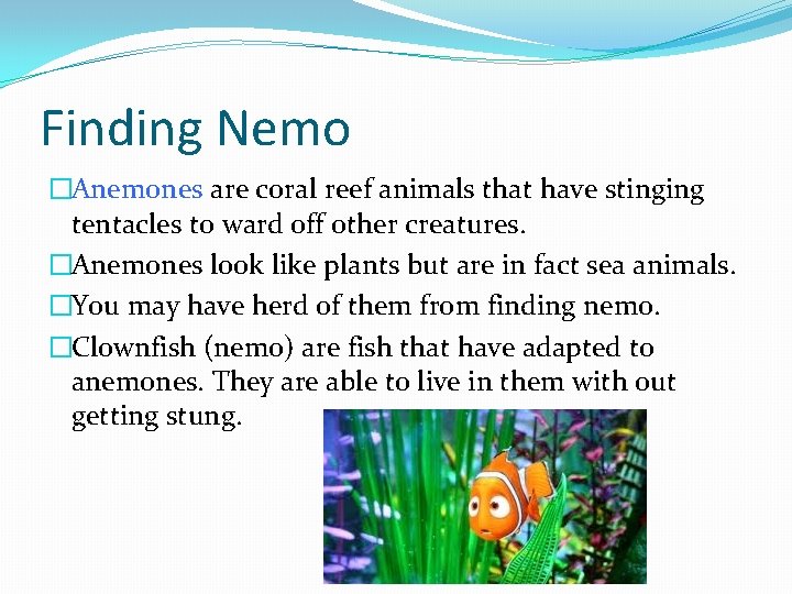 Finding Nemo �Anemones are coral reef animals that have stinging tentacles to ward off