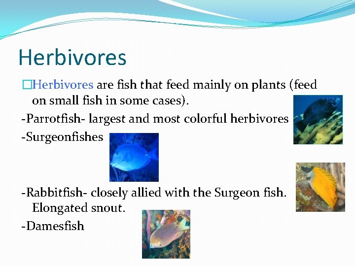 Herbivores �Herbivores are fish that feed mainly on plants (feed on small fish in