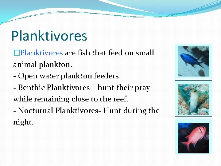 Planktivores �Planktivores are fish that feed on small animal plankton. - Open water plankton