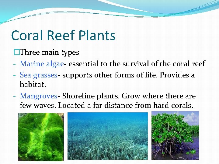 Coral Reef Plants �Three main types - Marine algae- essential to the survival of