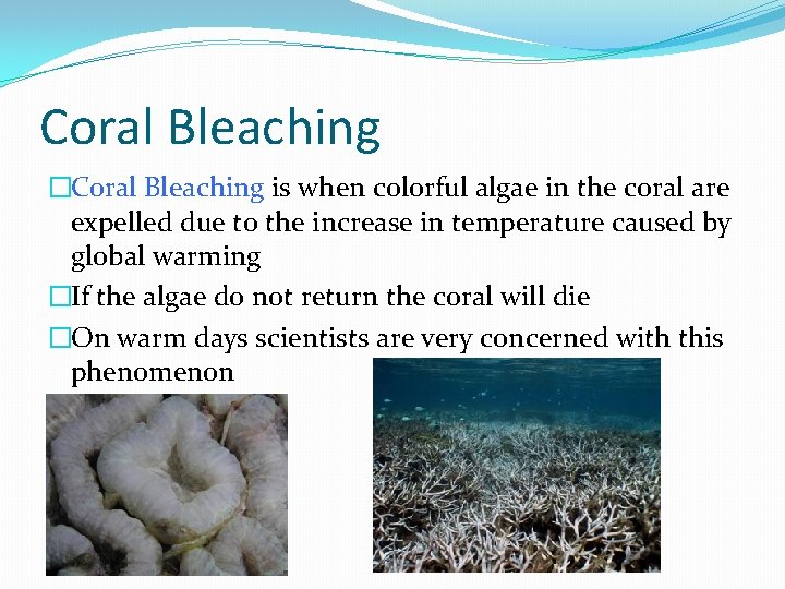 Coral Bleaching �Coral Bleaching is when colorful algae in the coral are expelled due