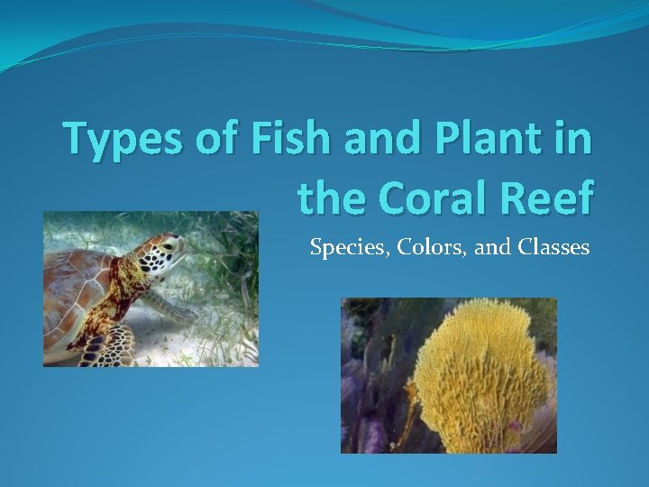 Types of Fish and Plant in the Coral Reef Species, Colors, and Classes 