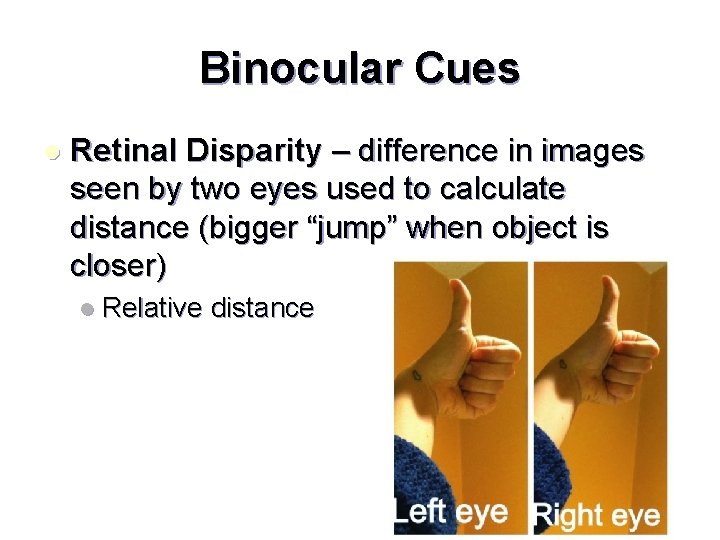 Binocular Cues l Retinal Disparity – difference in images seen by two eyes used