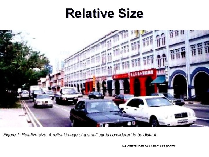 Relative Size http: //webvision. med. utah. edu/Kall. Depth. html 