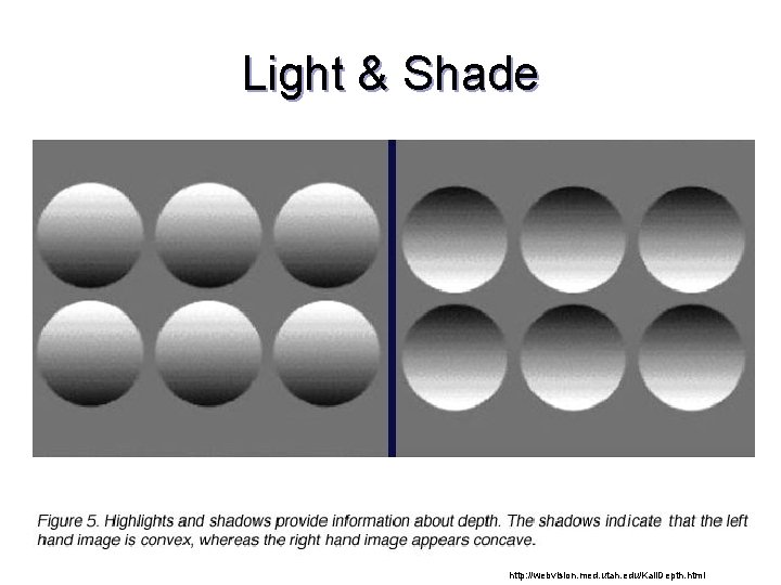 Light & Shade http: //webvision. med. utah. edu/Kall. Depth. html 