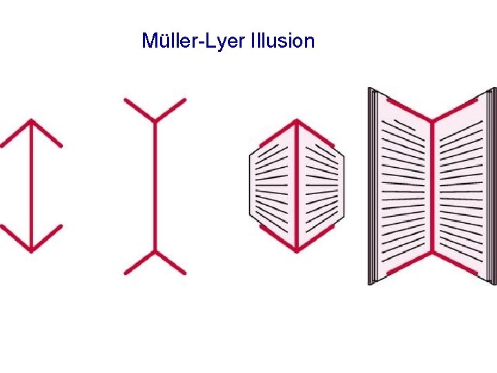 Müller-Lyer Illusion 