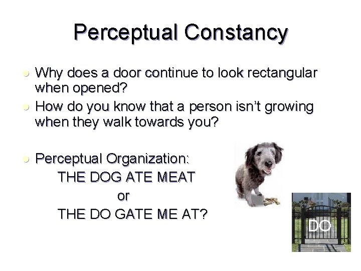Perceptual Constancy l l l Why does a door continue to look rectangular when