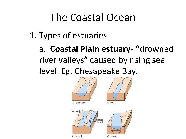 The Coastal Ocean 1. Types of estuaries a. Coastal Plain estuary- “drowned river valleys”