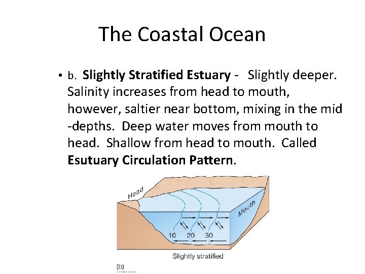 The Coastal Ocean • b. Slightly Stratified Estuary - Slightly deeper. Salinity increases from