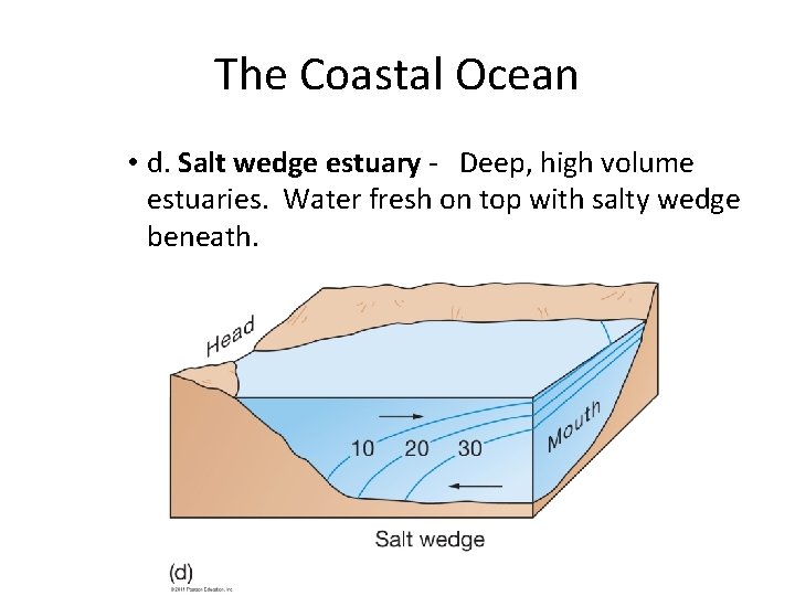 The Coastal Ocean • d. Salt wedge estuary - Deep, high volume estuaries. Water