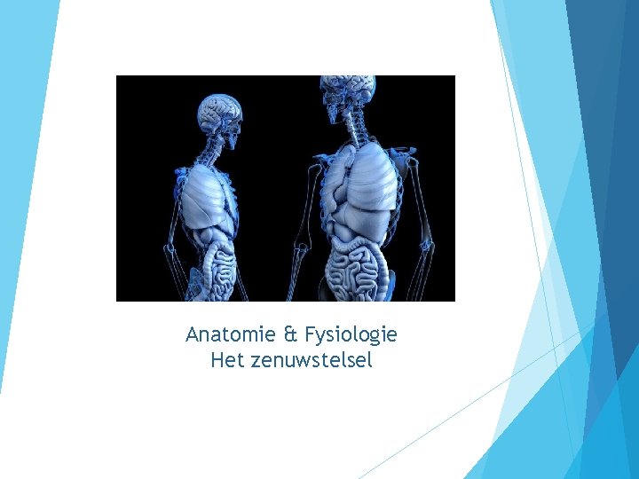 Anatomie & Fysiologie Het zenuwstelsel 