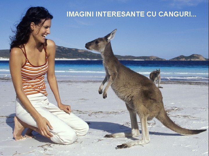 IMAGINI INTERESANTE CU CANGURI. . . 