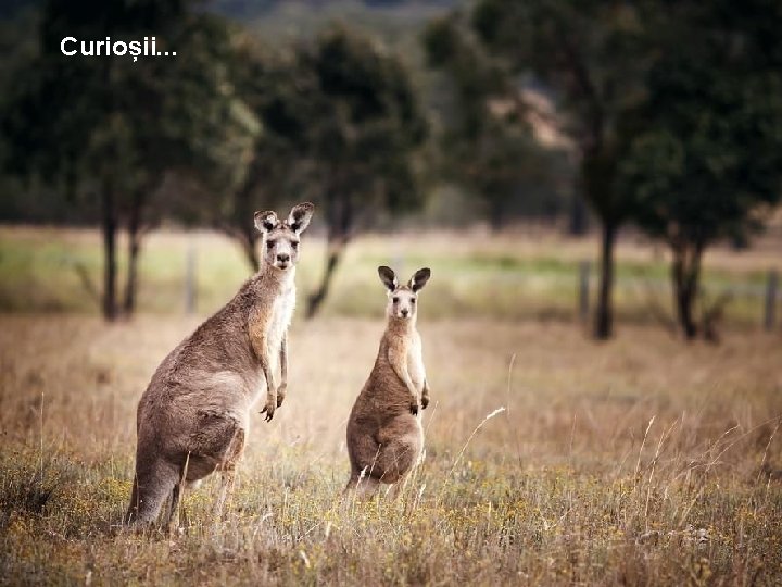 Curioșii. . . 