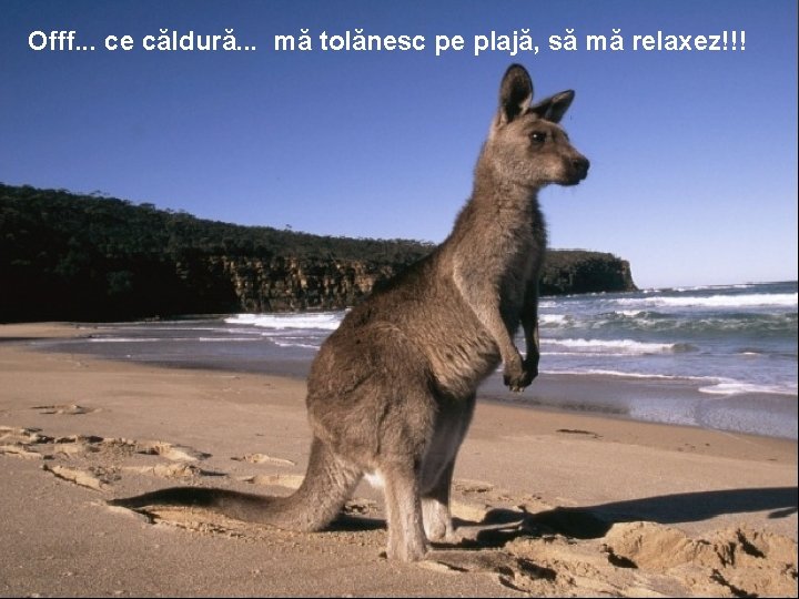 Offf. . . ce căldură. . . mă tolănesc pe plajă, să mă relaxez!!!