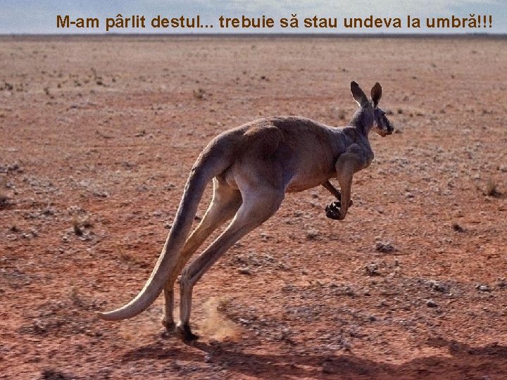 M-am pârlit destul. . . trebuie să stau undeva la umbră!!! 