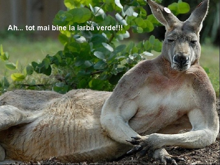 Ah. . . tot mai bine la iarbă verde!!! 