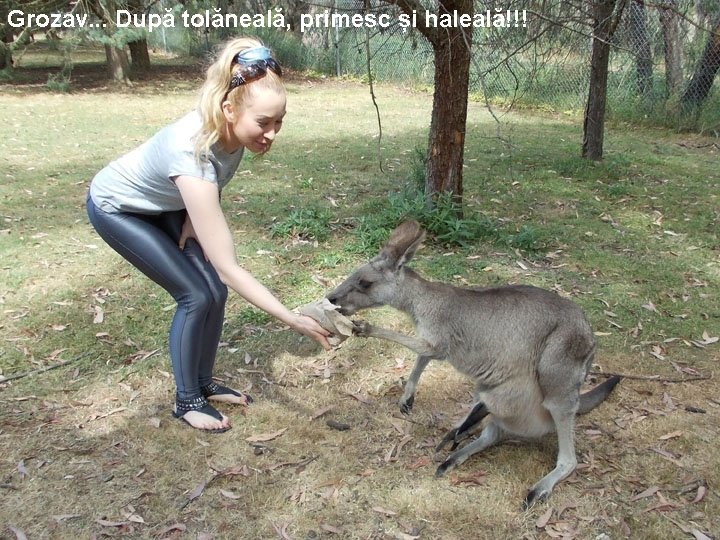 Grozav. . . După tolăneală, primesc și haleală!!! 