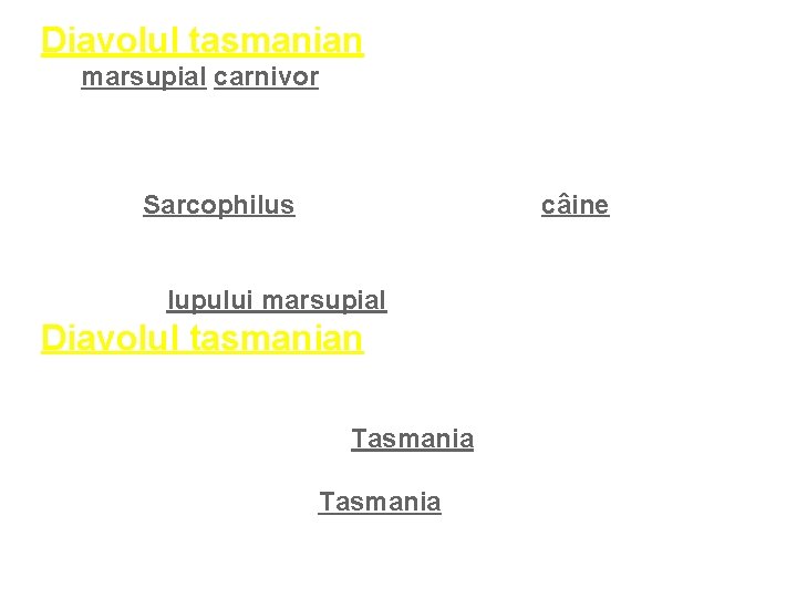 Diavolul tasmanian (Sarcophilus harrisii) este un marsupial carnivor, mic de statură, însă cu o