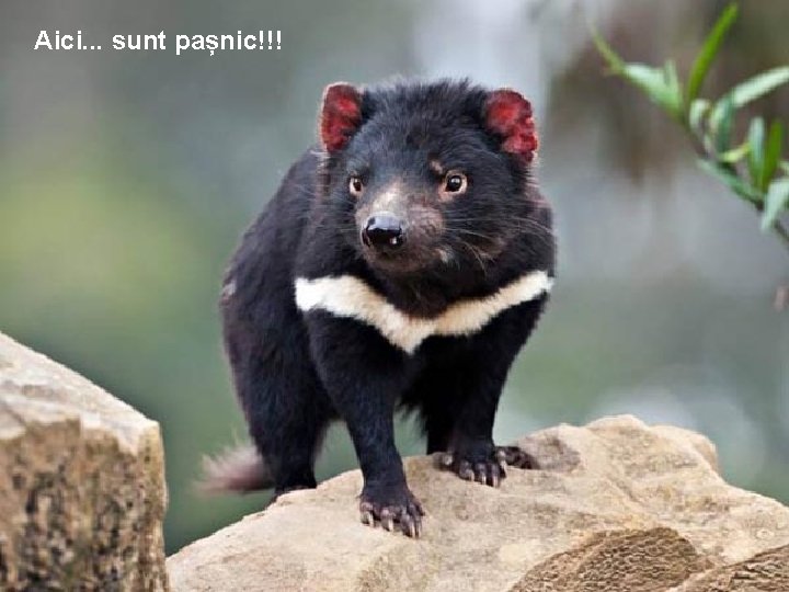 Aici. . . sunt pașnic!!! 