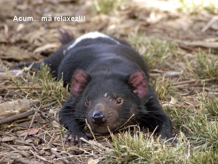 Acum. . . mă relaxez!!! 