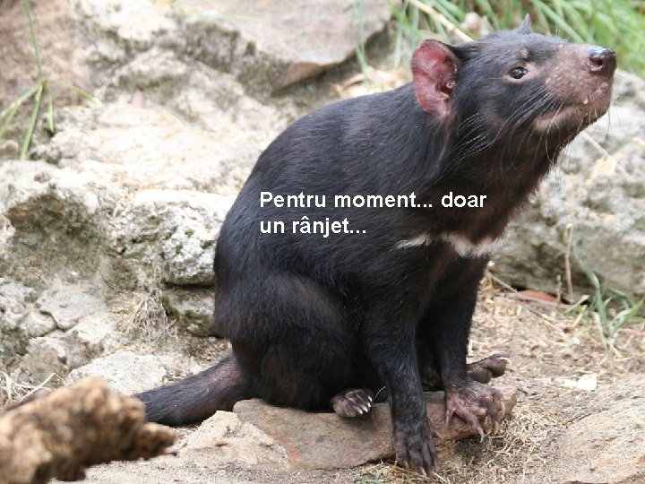 Pentru moment. . . doar un rânjet. . . 